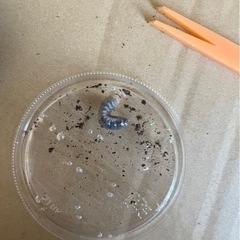 国産カブトムシ幼虫