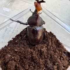 国産カブトムシ幼虫の画像