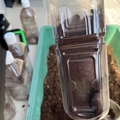 国産カブトムシ幼虫の画像