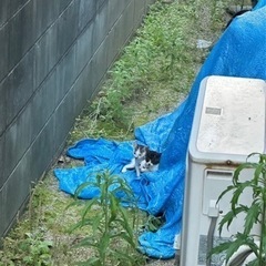 子猫です、