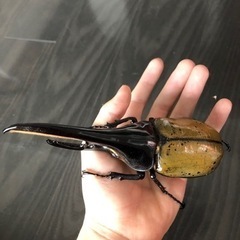 ヘラクレスオオカブト3齢幼虫ペア