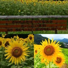 季節の写真一緒に撮りませんか? - 高崎市