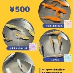 メダカの卵（6/5〜）