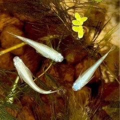 メダカ　鉄仮面系統青乾之など二種の幼魚お譲りします