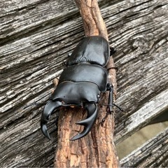 オオクワガタ♂74mmオオクワガタ♀フリーの画像