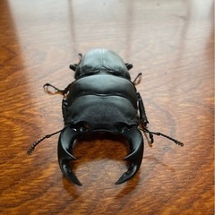 オオクワガタ♂74mmオオクワガタ♀フリーの画像