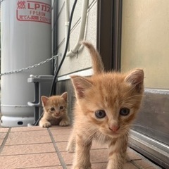 急募です　商談中です