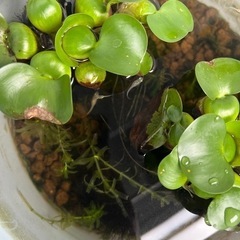 メダカ　ミックス　卵20 の画像