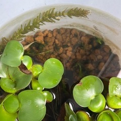 メダカ　ミックス　卵20 の画像