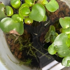 メダカ　ミックス　卵20 の画像