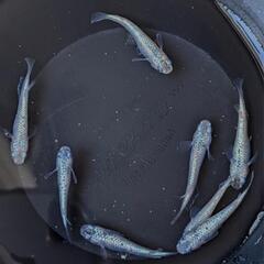 めだか  スズランメダカ  4ペアの画像