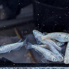 めだか  スズランメダカ  4ペアの画像