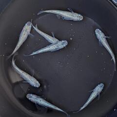 めだか  スズランメダカ  4ペアの画像