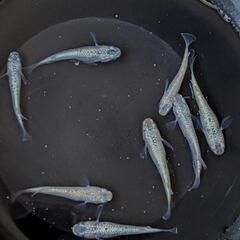 めだか  スズランメダカ  4ペアの画像