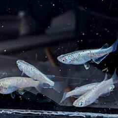 めだか  スズランメダカ  4ペアの画像