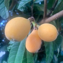 自家栽培びわ(取引中)