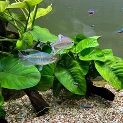 熱帯魚