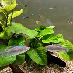 熱帯魚の画像
