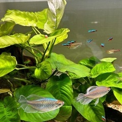 熱帯魚の画像