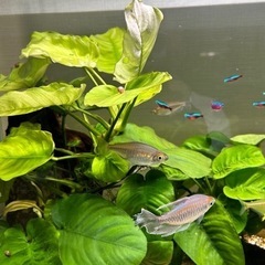 熱帯魚の画像