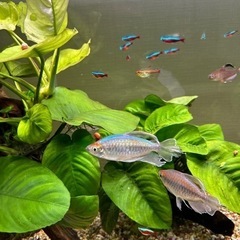 熱帯魚の画像