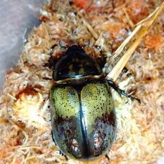 [有精卵、幼虫孵化確認できました！]ティティウスシロカブトペア CBF1 即産卵可能！ 産卵経験アリ！の画像