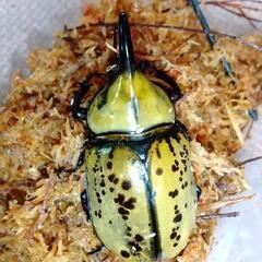 [有精卵、幼虫孵化確認できました！]ティティウスシロカブトペア CBF1 即産卵可能！ 産卵経験アリ！の画像