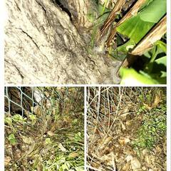 突然公園に...エキゾチック！？ - 里親募集