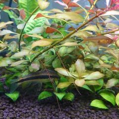 サイアミーズフライングフォックス（成魚）1匹の画像