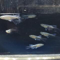 【市之助めだか】プラチナ幹之系リアルロングフィン6匹+おまけ　※...