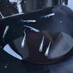 【市之助めだか】プラチナ幹之系リアルロングフィン6匹+おまけ　※メダカ【6月4日】の画像