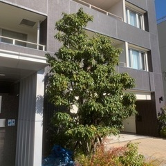 植木屋です。剪定、伐採、刈り込み、草刈り承ります。 - 剪定/造園