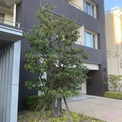 植木屋です。剪定、伐採、刈り込み、草刈り承ります。 − 滋賀県