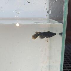 メダカ　サタン（黄鰭）　稚魚10匹＋α
