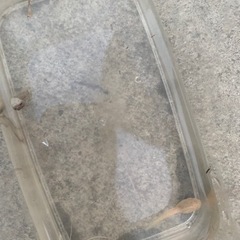 アルビノ　おたまじゃくしの画像