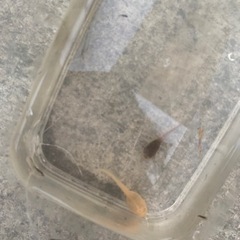 アルビノ　おたまじゃくしの画像