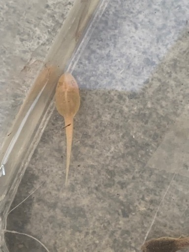 アルビノ　おたまじゃくし