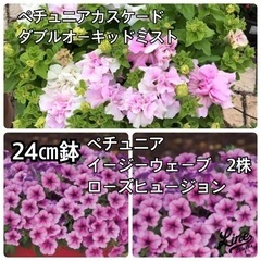 ペチュニア　３株　24㎝鉢植え　カスケード　イージーウェーブロー...