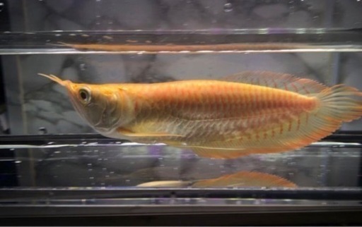 アルビノシルバーアロワナショート個体　約１９センチ