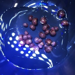 レッドラムズホーン　10匹　300円の画像