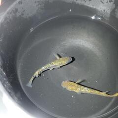 三股町蓼池  地産地消村、百姓市場、 改良めだか 毎日販売中