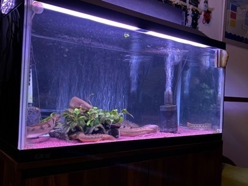 90cm水槽フルセット＋熱帯魚※引き取り限定