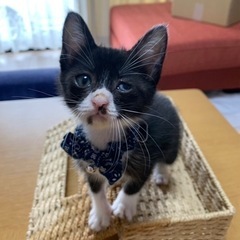 2ヶ月くらいの、おっとりした男の子
