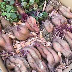 無農薬の安納芋の苗　３００円／１０本　