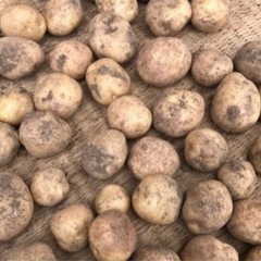 無農薬栽培　じゃがいも　１０キロ