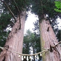 庭木、高木、枝打ち作業など