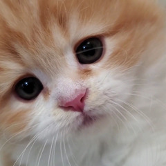 猫用品で使っていないモノがあれば頂きたいです。
