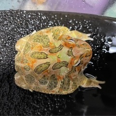 かわいいツノガエル🐸
