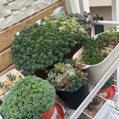 多肉植物を交換したいです。