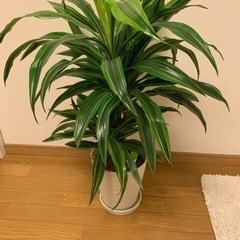【譲ります】観葉植物　ドラセナ7号(平日夜手渡し)